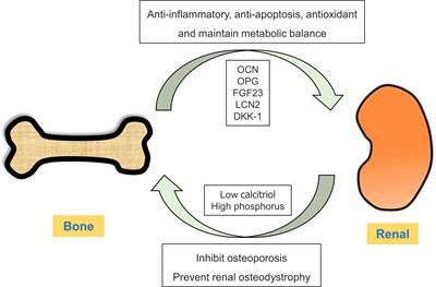 Frontiers | Bone-kidney Axis: A Potential Therapeutic Target For ...